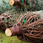 Bild: Weihnachtsbäume