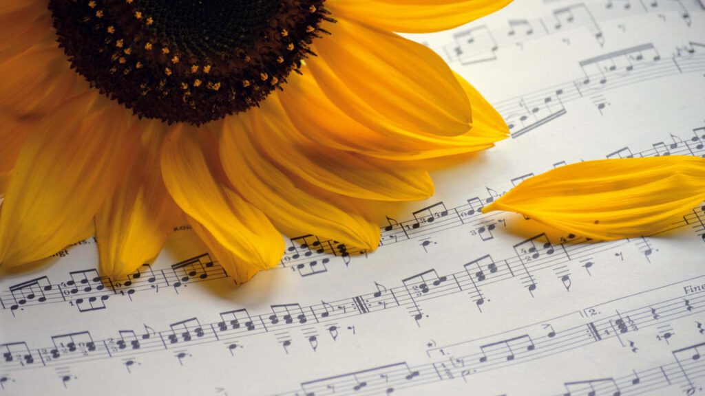 Bild Noten mit Sonnenblume