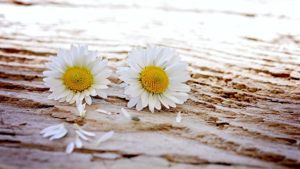 Bild: Gänseblümchen