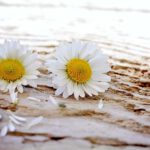 Bild: Gänseblümchen