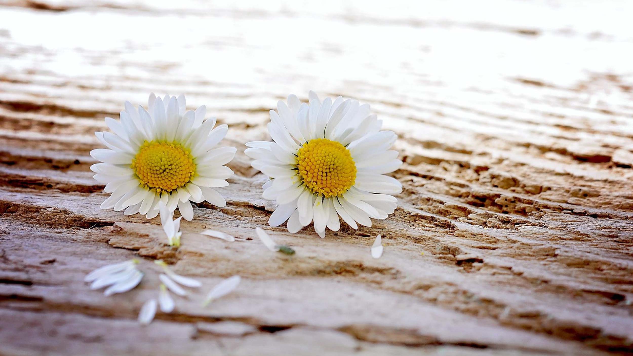 Bild: Gänseblümchen