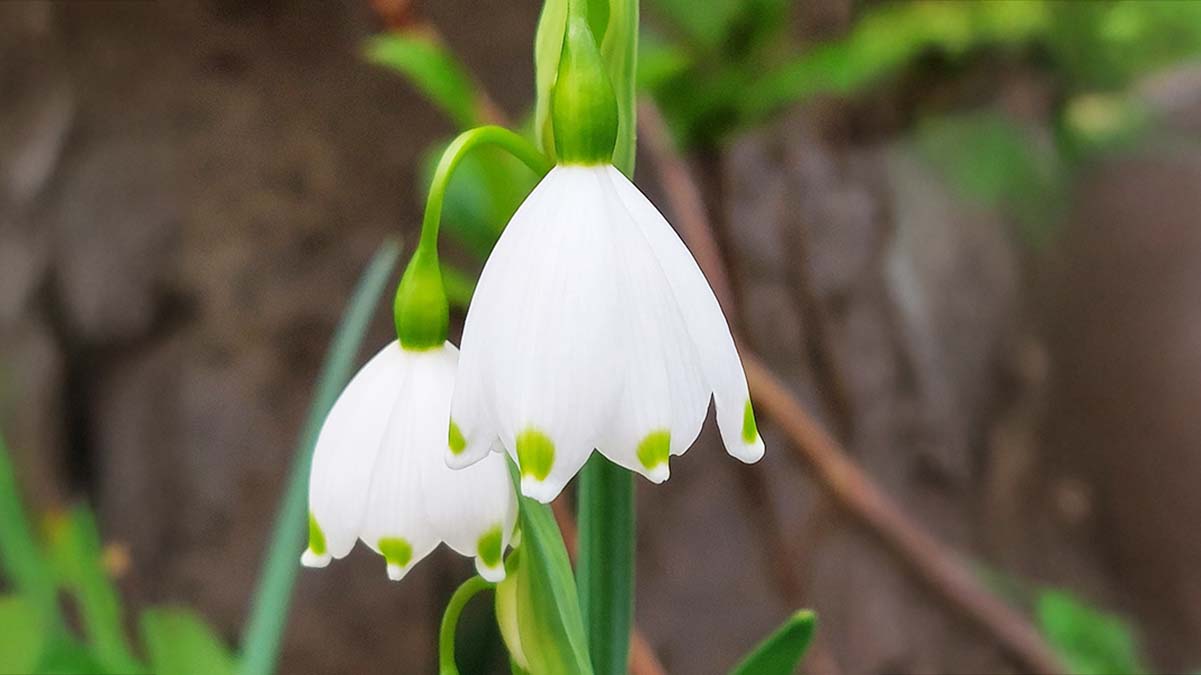 Monatsspruch Februar 2026