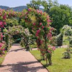 Baden Baden, Rosenneuheitengarten