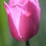 Bild: Tulpe