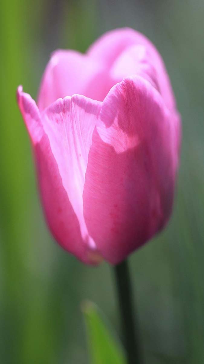 Bild: Tulpe