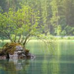Bild: bäume