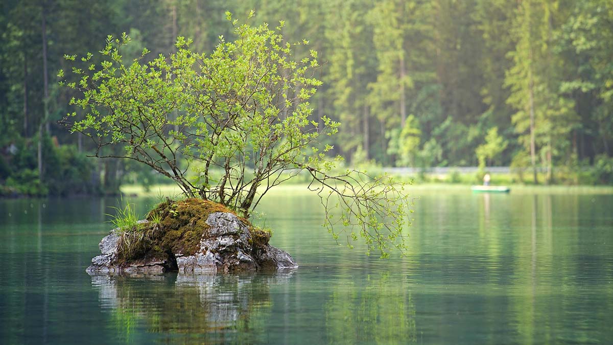 Bild: bäume